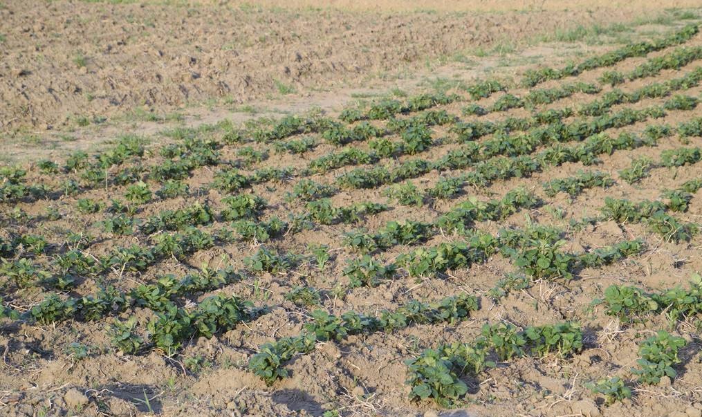 土壤养分测试仪