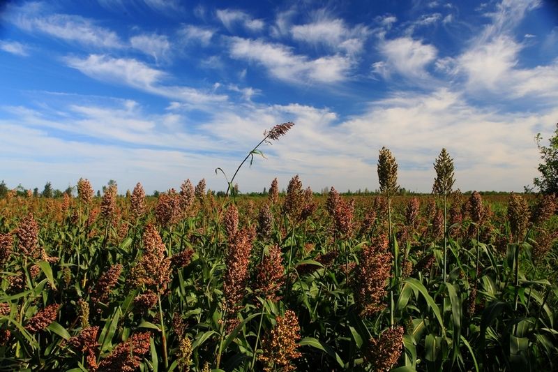 土壤肥料养分速测仪