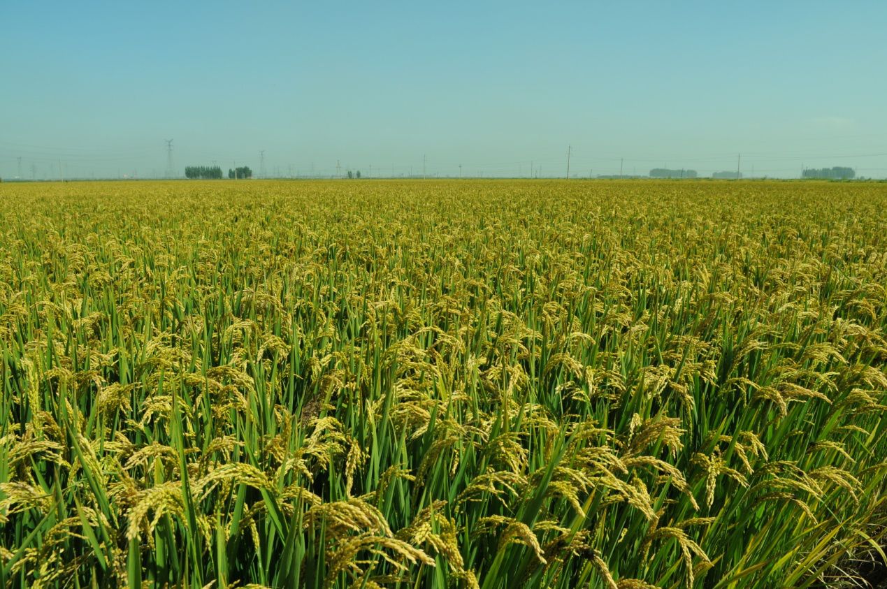 土壤养分测定仪