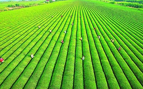 土壤养分检测仪