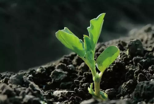 土壤养分肥料速测仪