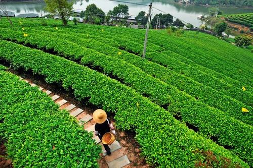 土壤养分检测仪
